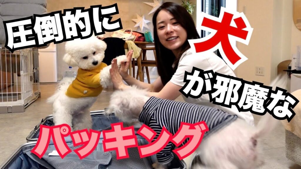 【安定の当日パッキング】圧倒的に犬が邪魔なパッキング!!
