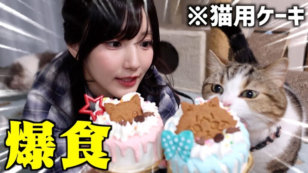 【ねこ回】愛猫たちが誕生日を迎えたのでケーキを貢ぐ下僕