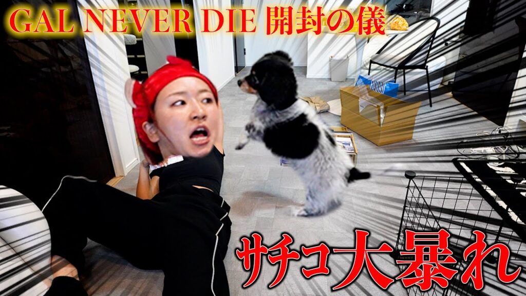 開封動画撮りたかったのに大暴走www【GAL NEVER DIE】