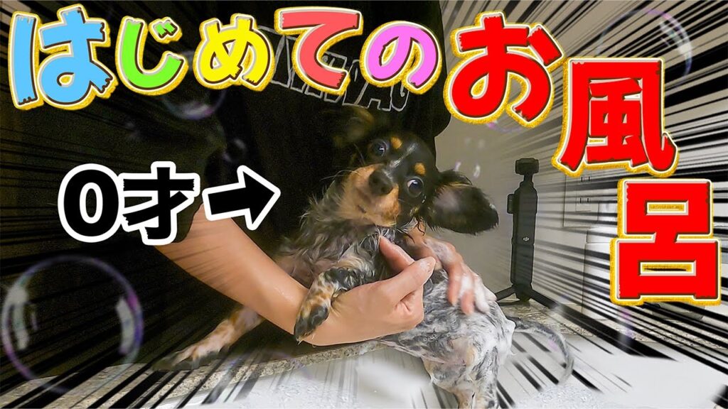 ｻﾁｺ初めてのお風呂で初心者同士共に大パニックwwww