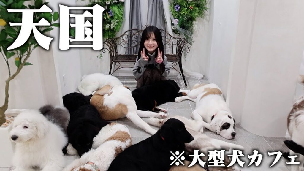 【天国】大型犬しかいない犬カフェいってみたらデカすぎパニック